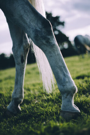 Pferd (Beine)